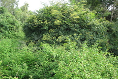 Ventilago maderaspatana